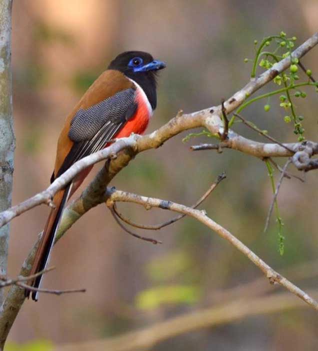 Nagarhole National Park 4