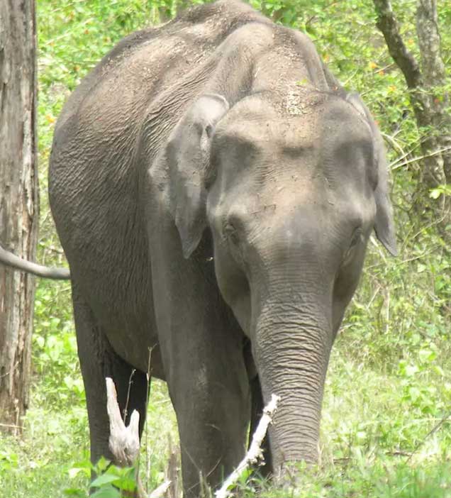 Nagarhole National Park 2