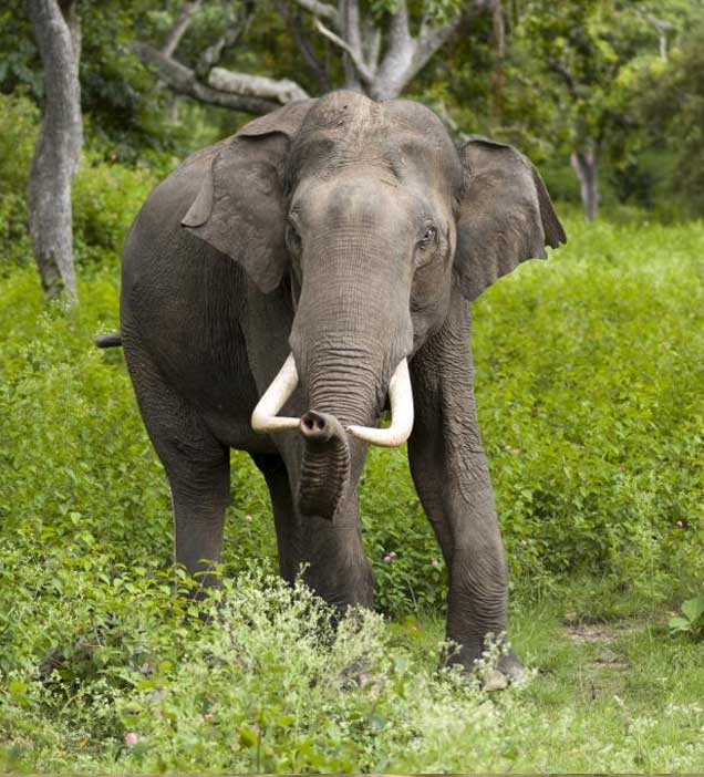 Nagarhole National Park 6