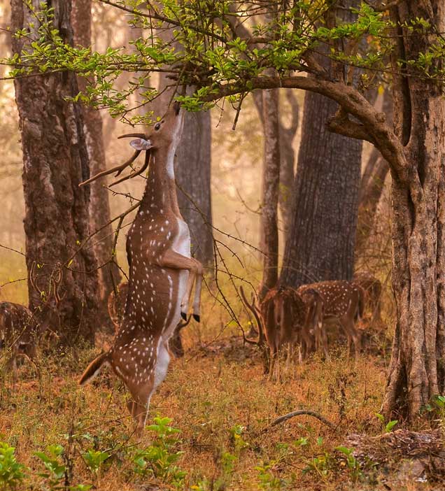 Nagarhole National Park 1