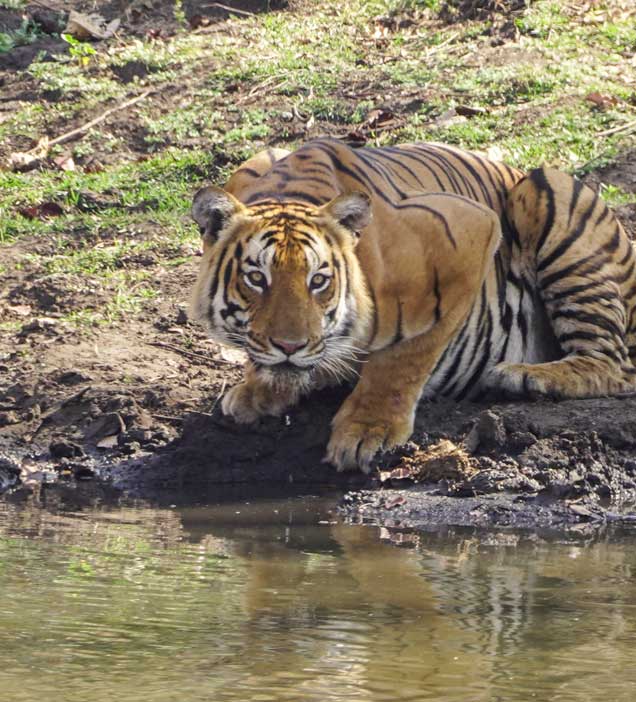 Nagarhole National Park 5