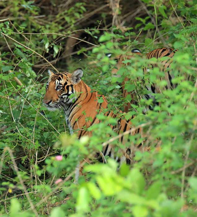 Nagarhole National Park 7