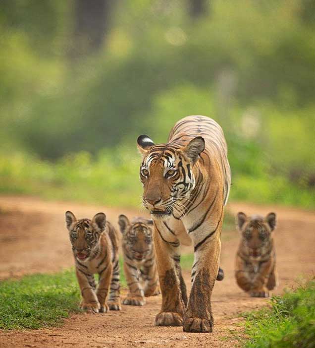 Nagarhole National Park 3